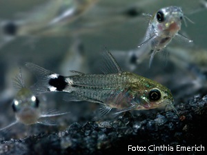 Corydora Anã (Corydoras hastatus)