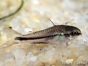 Corydora Pigmeu / Anã (Corydoras pygmaeus)