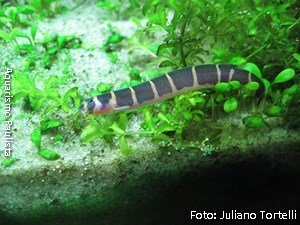 Cobrinha Kuhli / Pangio Kuhlii 5 - 6cm :: Aqua Generus