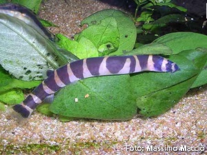 UM PEIXE QUE PARECE UMA COBRA??? TENHA JA UMA COBRINHA KUHLI NO SEU  AQUARIO! (Aquatica Brazil) - Peixe Mania