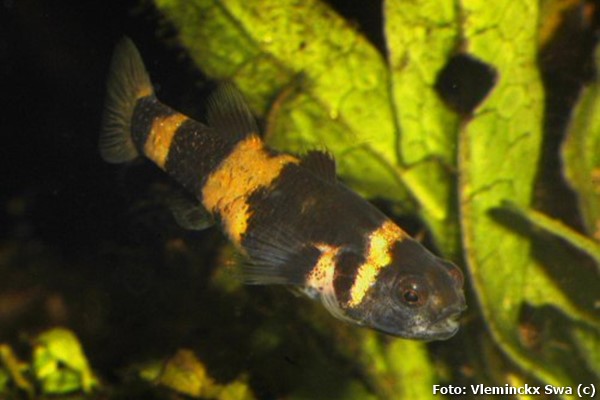 Abelhinha (Brachygobius xanthozonus)