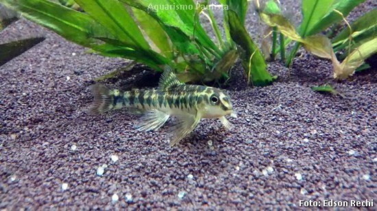 Mocinha (Characidium fasciatum)