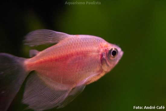 Tetra Rosa (Gymnocorymbus ternetzi)