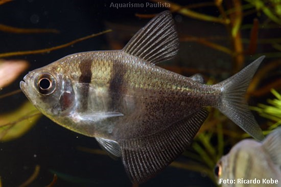 Tetra Negro (Gymnocorymbus ternetzi)