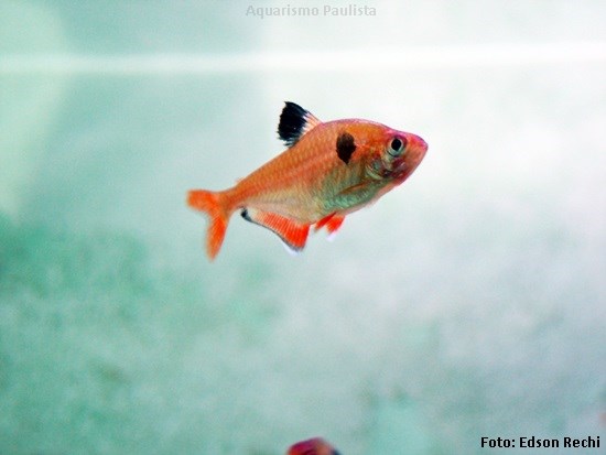 Tetra Mato Grosso (Hyphessobrycon eques)