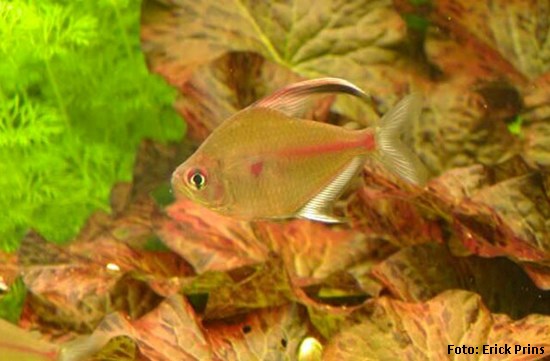 Rosáceo (Hyphessobrycon erythrostigma)