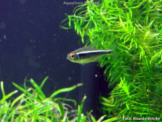 Neon Negro (Hyphessobrycon herbertaxelrodi)