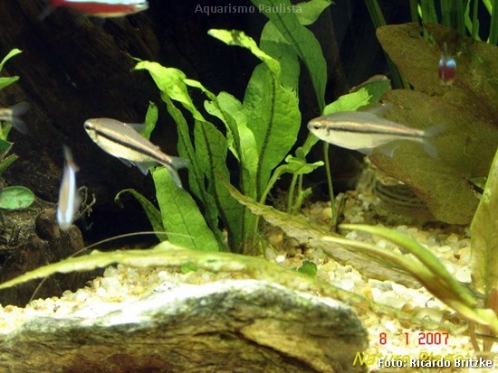 Neon Chocolate (Hyphessobrycon vilmae)