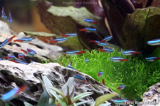 Tetra Neon Verdadeiro (Paracheirodon innesi)