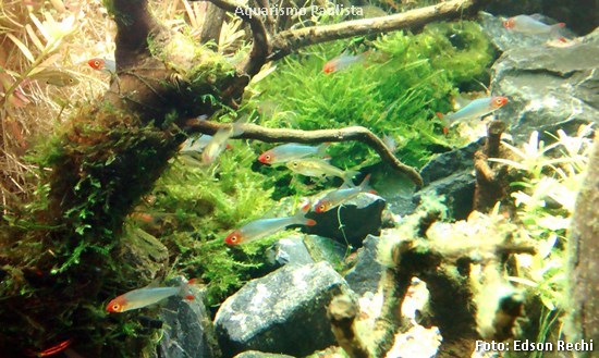 Rasbora Sawbwa (Sawbwa resplendens)