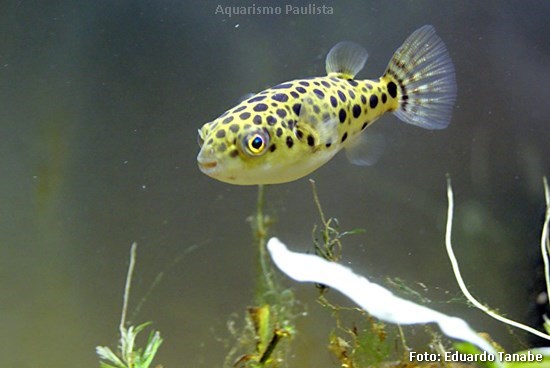 Baiacu Verde Pintado (Dichotomyctere nigroviridis)