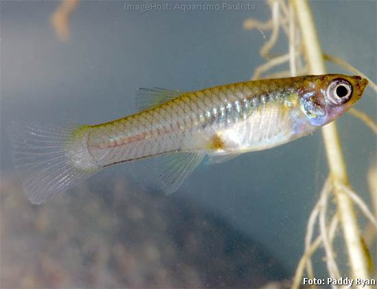 Peixe Mosquito (Gambusia affinis)