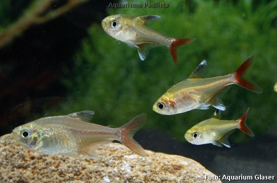 Tetra Calypso (Hyphessobrycon axelrodi)