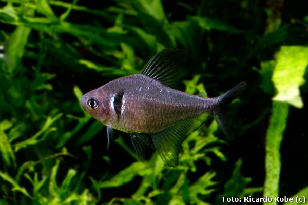 Tetra Fantasma Negro (Hyphessobrycon megalopterus)