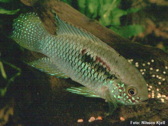 Peixe Curviceps (Laetacara curviceps)