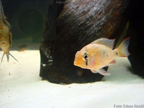 Papilocromis (Mikrogeophagus altispinosus)