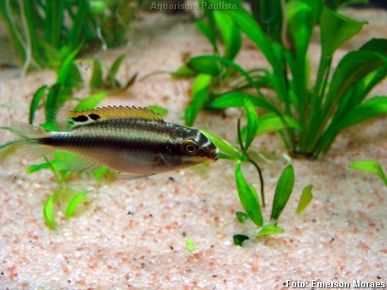 Kribensis (Pelvicachromis pulcher)