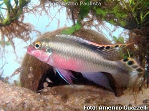 Pelvicachromis-pulcher3