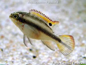 Pelvicachromis-pulcher4