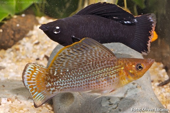 Molinésia Latipina (Poecilia latipinna)