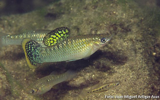 Molinésia Mexicana (Poecilia mexicana)