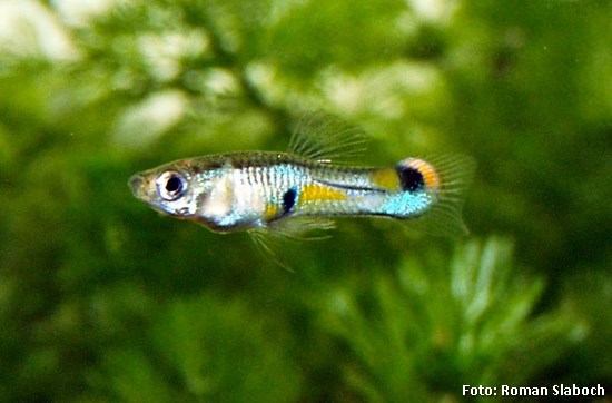 Lebiste (Poecilia reticulata)