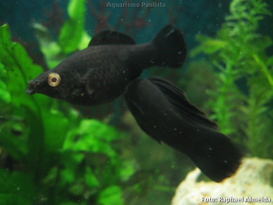 Molinésia Negra (Poecilia sphenops)