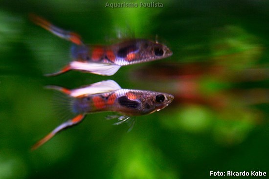 Lebiste – Guppy Endlers (Poecilia wingei)