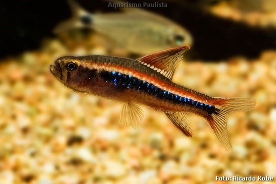 Tetra Colibri (Poecilocharax weitzmani)