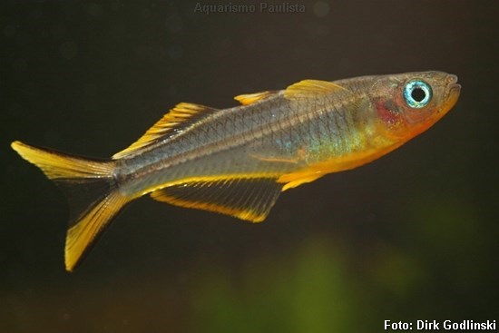 Arco-íris Furcatus (Pseudomugil furcatus)