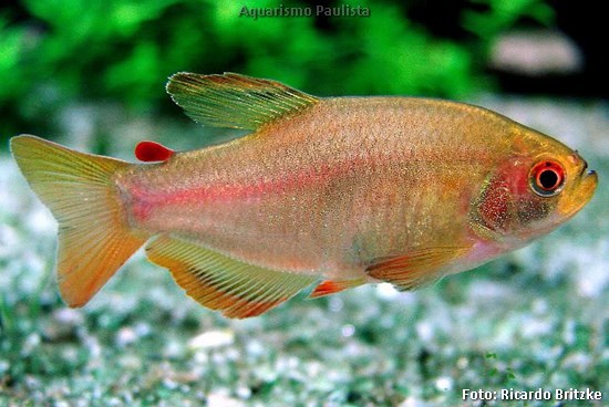 Tetra Ouro (Rachoviscus crassiceps)
