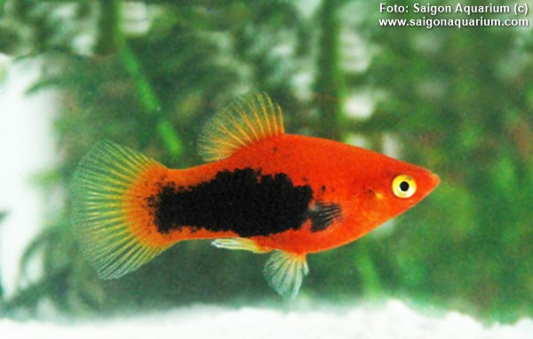 Plati, Platy (Xiphophorus maculatus)