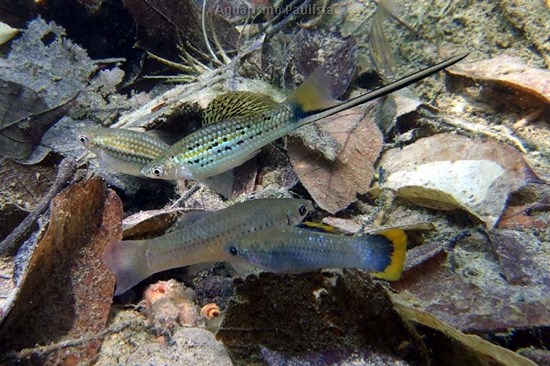 Peixe Espada Montezuma (Xiphophorus montezumae)