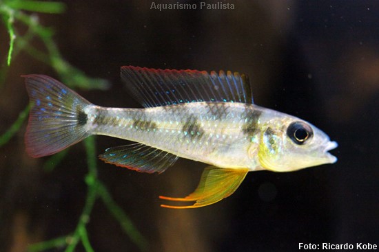 Ciclídeo Verde Anão – Biotoecus opercularis