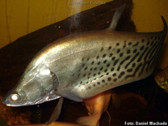 Peixe Faca Real (Chitala blanci)