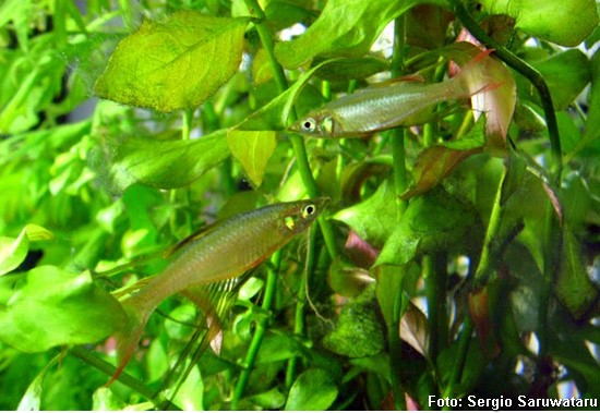 Arco-íris Agulha (Iriatherina werneri)