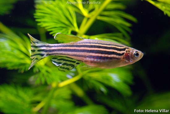 Peixe Paulistinha (Danio rerio)