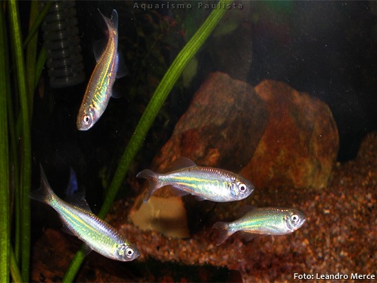 Danio Gigante – Devario malabaricus