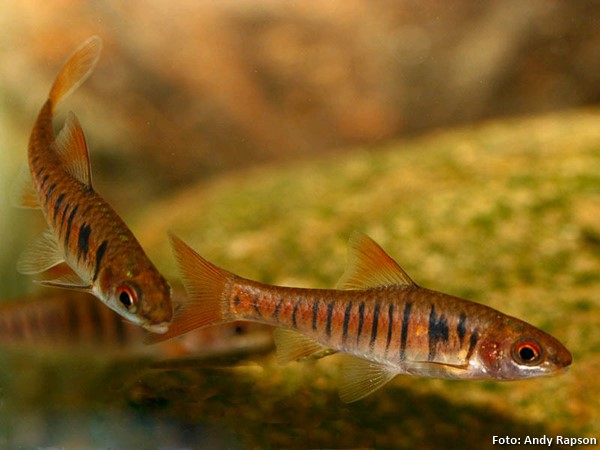 Barbo Africano Listrado (Enteromius fasciolatus)