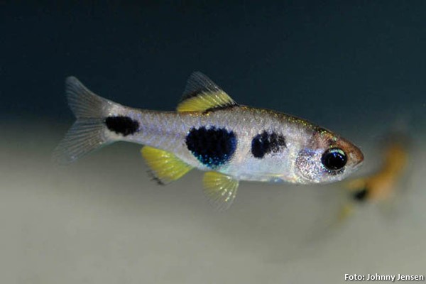 Barbo Borboleta (Enteromius hulstaerti)