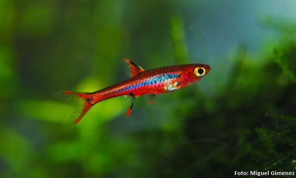 Rasbora Mosquito (Boraras brigittae)