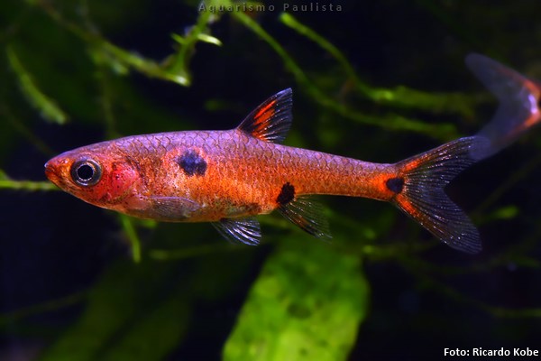 Rasbora Anã (Boraras maculatus)
