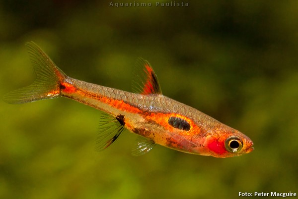 Rasbora Merah (Boraras merah)