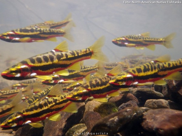 Mountain redbelly (Chrosomus oreas)