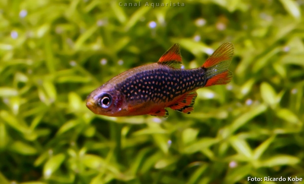 Rasbora Galaxy (Danio margaritatus)