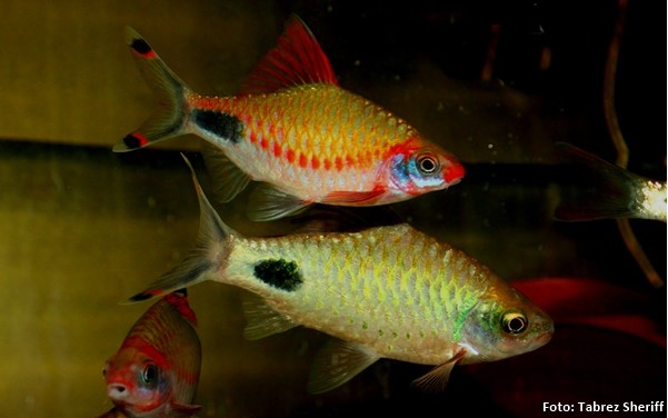 Barbo de Rímel (Dawkinsia assimilis)