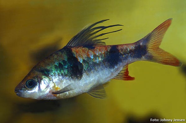 Barbo Arulius “falso” (Dawkinsia tambraparniei)