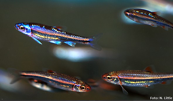 Rainbow shiner (Notropis chrosomus)