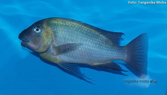 Petrochromis polyodon