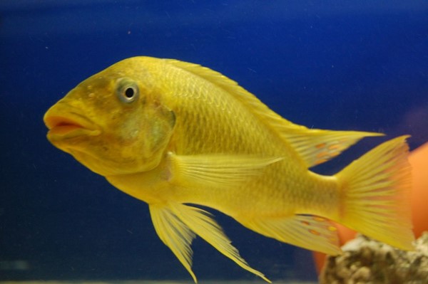 Petrochromis sp. “Moshi yellow”